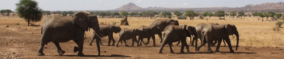 Haydom Safaris